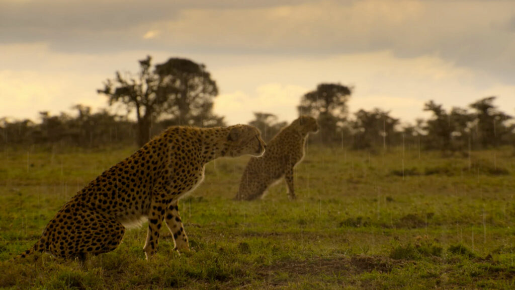 Dos gepardos en la sabana del documental de netflix